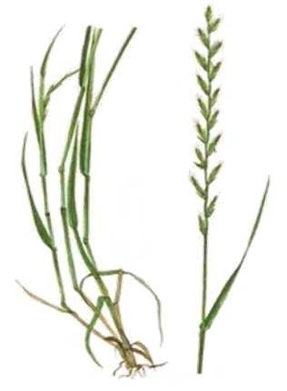 6.11 Tabele rozsiewu Trawa Grass Herbe Lolium perenne Pszenica Wheat Blé Triticum Rzodkiew Radish Radis Raphanus raphanistrum Dawka kg/min Dawka kg/min kg/min kg/min Dawka kg/min Wałek wysiewający