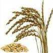 Pszenica orkisz Spelt Épeautre Triticum aestivum Gorczyca Mustard Moutarde Sinapis Alba Lucerna Alfalfa Lucerna Medicago Sativa