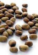 Bobik Fasola Fieldbean Féveroles Macrotyloma uniflorum Fasola wielokwiatowa Scarlet rinner bean Haricot rouge Phaseolus coccineus DC 37-lose NACKAS-lose DC25-lose Dawka kg/min kg/min Dawka kg/min