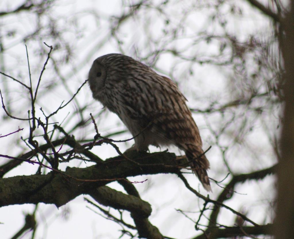 NOTATKI / NOTES Fot. 2. Puszczyk uralski Strix uralensis, Miechowa, grudzień 2017 (fot. K. Jelonek). Photo 2. The ural owl Strix uralensis, Miechowa, December 2017 (photo by K. Jelonek). pow.
