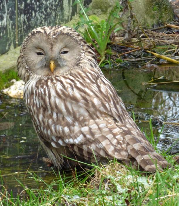 Przegląd Przyrodniczy XXIX, 3 (2018) Fot. 3. Puszczyk uralski Strix uralensis, Pleszew, styczeń 2018 (fot. P. Kostuj). Photo 3. The ural owl Strix uralensis, Pleszew, January 2018 (photo by P.