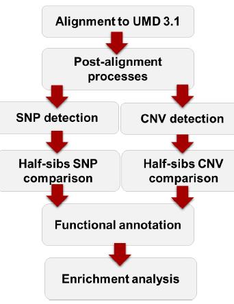 # PROJEKT 1 Unravelling the Genetic Background of Clinical Mastitis in Cattle Using Whole Genome Sequence ANALIZA SEKWENCJI DNA CAŁEGO GENOMU Detekcja