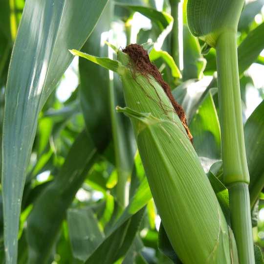 KUKURYDZA ZIARNOWA /KISZONKOWA [FAO 240] S A N Zawsze pewny plon SAN to odmiana kukurydzy hodowli HR Smolice przeznaczona do uprawy na ziarno i na kiszonkę.