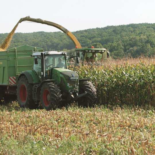 KUKURYDZA KISZONKOWA [FAO 260] N I M B A Wydajna kiszonka NIMBA to mieszaniec kukurydzy z hodowli HR Smolice przeznaczony do uprawy na kiszonkę w całym kraju.