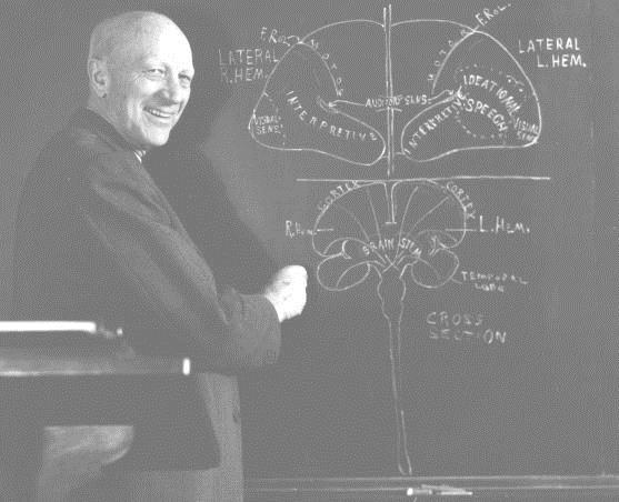 Wilder Penfield (1891 1976) 1933: Wilder Penfield Krew żylna wypływająca z obszarów aktywnych podczas