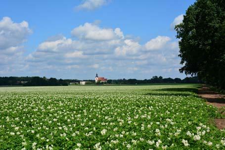 Pożądane są odmiany wczesne do średnio wczesnych, dłuższy okres wegetacji jest źle postrzegany przez producentów.