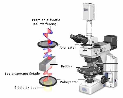 Rys. 1 Schemat działania optycznego mikroskopu polaryzacyjnego (www.microscopyu.