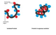 Zawarte w kosmetykach substancje hydrofobowe są odpowiedzialne za kontrolę parowania (utratę) wody przez skórę poprzez tworzenie cienkiej osłony (np. przez okluzję) na jej powierzchni.