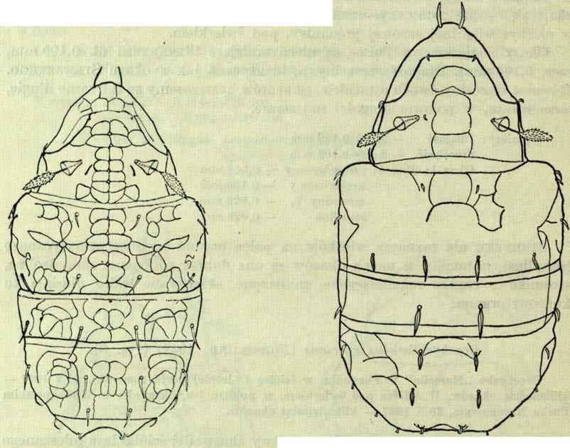 ammer, 1952). Rys. 3. Brachychthonius suecicus Rys. 4. Brachychthonius marginatus ( F o r s s l u n d ). F o k s s l u n d. Brachychthonius marginatus F orsslund, 1942 (rys.