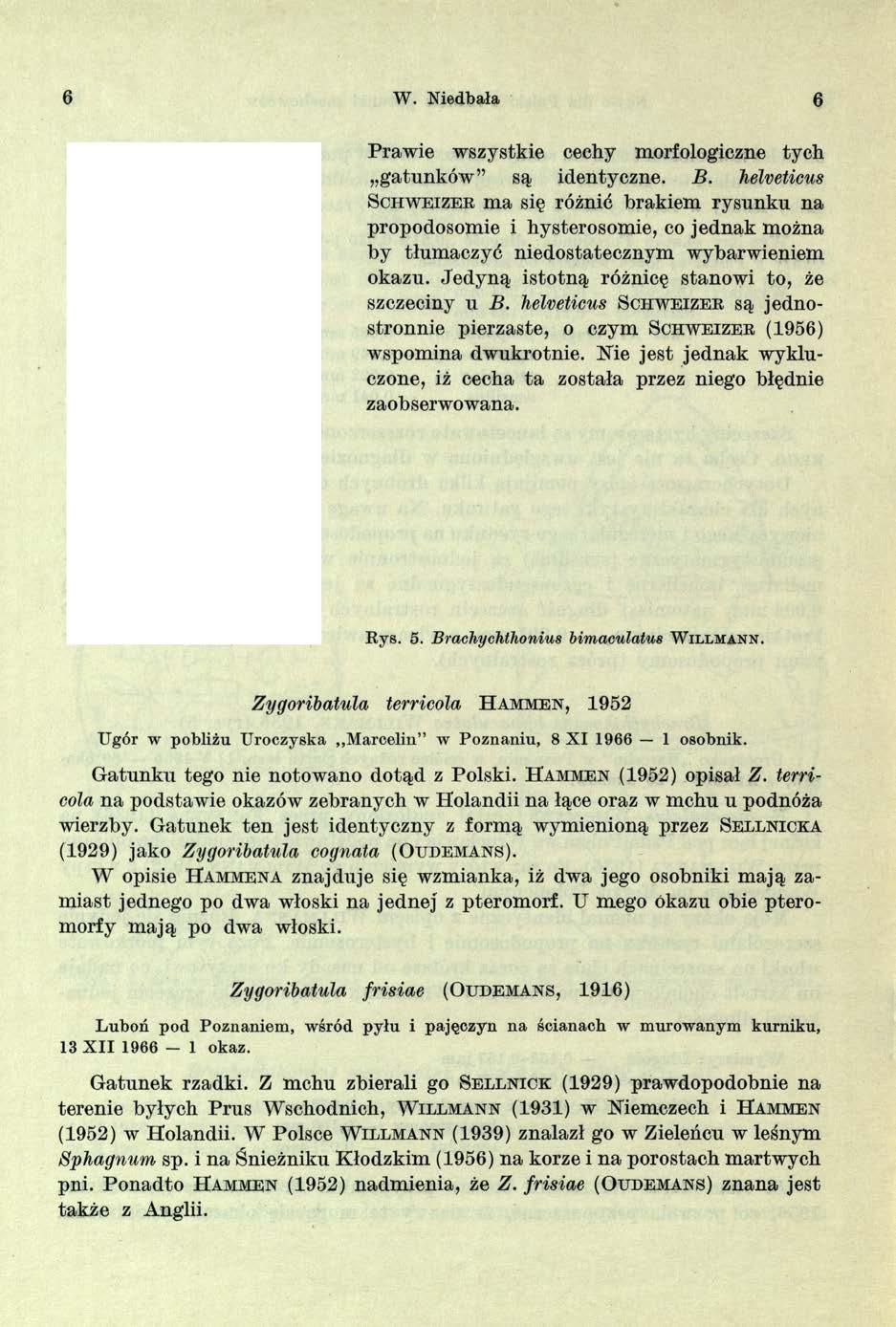 6 W. Niedbała 6 r ~ \ Prawie wszystkie cechy morfologiczne tych gatunków są identyczne. B.