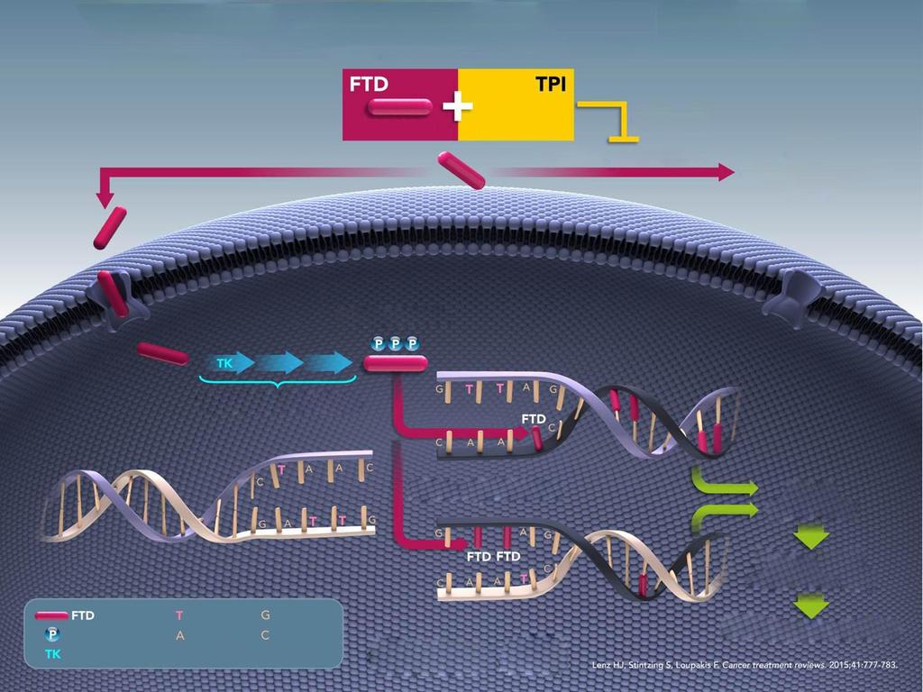 Mechanizm działania triflurydyny/tipiracylu Triflurydyna Chlorowodorek tipiracylu Hamowanie Fosforylaza tymidynowa Rozpad FTD Transportery nukleozydów Substrat DNA Etapy fosforylacji