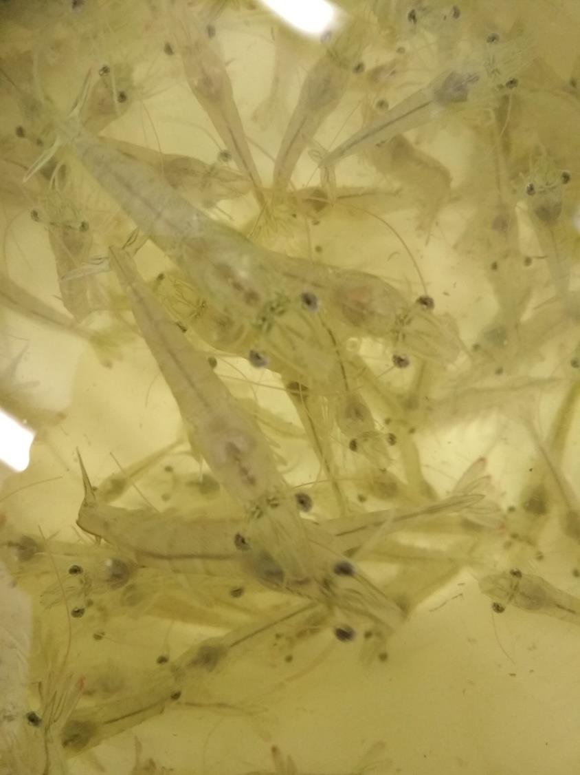 HODOWLA KREWETEK W SYSTEMACH ZAMKNIĘTYCH RAS SYSTEM RECYRKULACYJNE W AKWAKULTURZE RAS (RECIRCULATING AQUACULTURE SYSTEM ) ZALETY: Kontrola warunków i narażenia na patogeny; Niskie zagrożenie