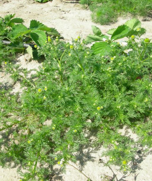 rozdrabniana i wymieszana z glebą przez specjalistyczne maszyny i pozostawiana na plantacji.