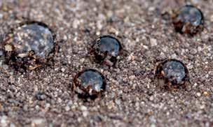 Wielofunkcyjny adiuwant do agrochemikaliów Atpolan Soil Maxx to adiuwant nowej generacji przeznaczony do środków ochrony roślin, biostymulatorów i innych agrochemikaliów stosowanych doglebowo.