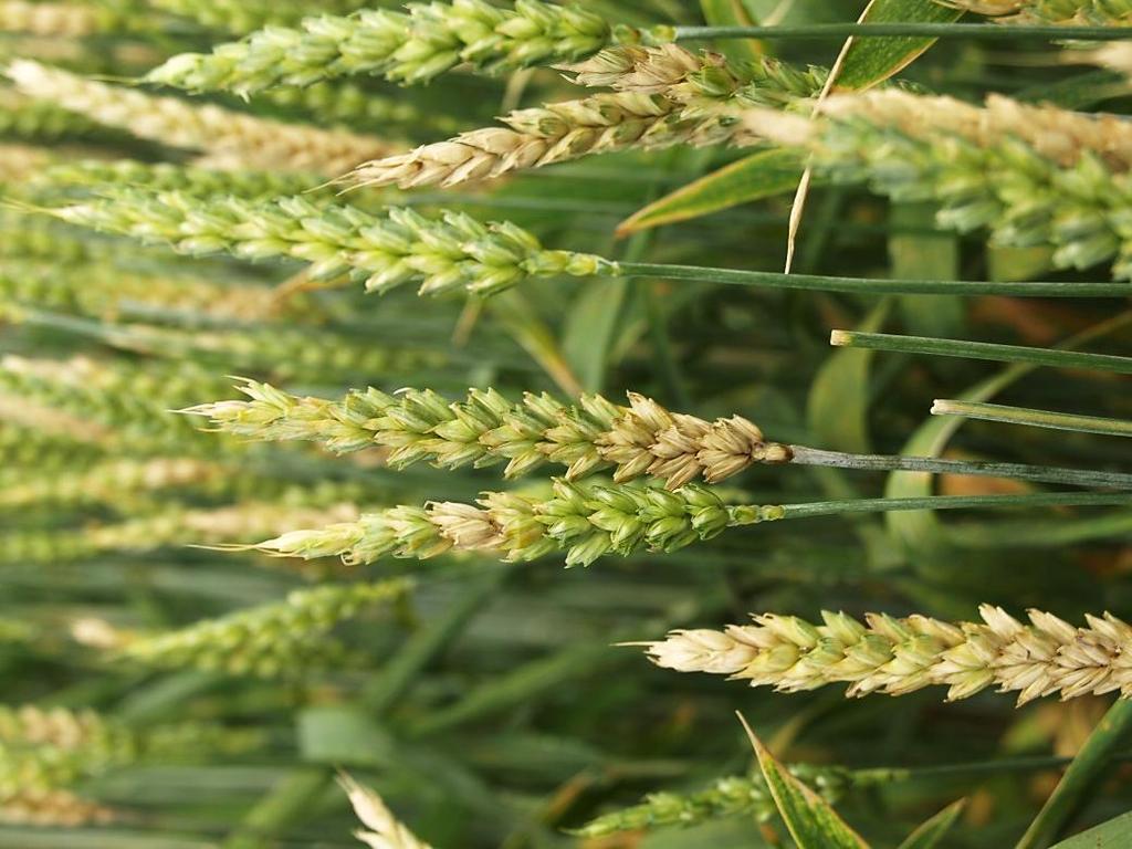 Program Wieloletni Tworzenie naukowych podstaw postępu biologicznego i ochrona roślinnych zasobów genowych źródłem innowacji i wsparcia zrównoważonego rolnictwa