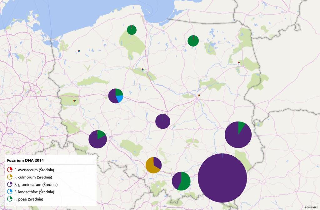 Zawartości DNA Fusarium w ziarnie pszenicy ozimej oraz frekwencja gatunków Fusarium w roku 2014
