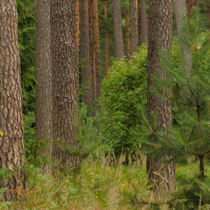 III. LASY PRYWATNE Wśród lasów poza PGL LP największy obszar zajmują lasy prywatne. Zgodnie ze stanem na 31 grudnia 2017 r.