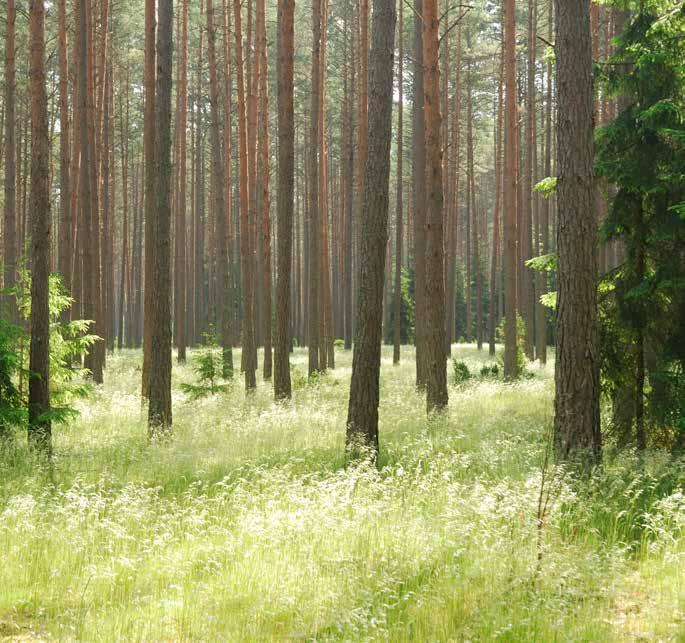 V. LASY SKARBU PAŃSTWA W PARKACH NARODOWYCH Powierzchnia lasów Skarbu Państwa w parkach narodowych w kraju według stanu na 31 grudnia 2017 r.