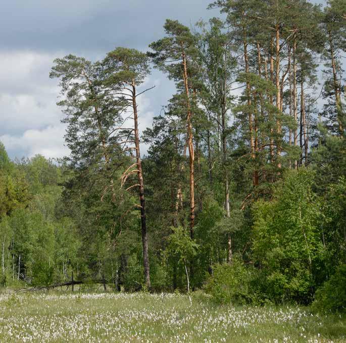 VII. INNE LASY SKARBU PAŃSTWA Powierzchnia innych lasów Skarbu Państwa w kraju według stanu na 31 grudnia 2017 r.