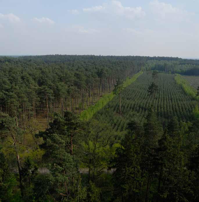 VIII. RAZEM LASY POZA ZARZĄDEM PGL LASY PAŃSTWOWE Według stanu na 31 grudnia 2017 r.