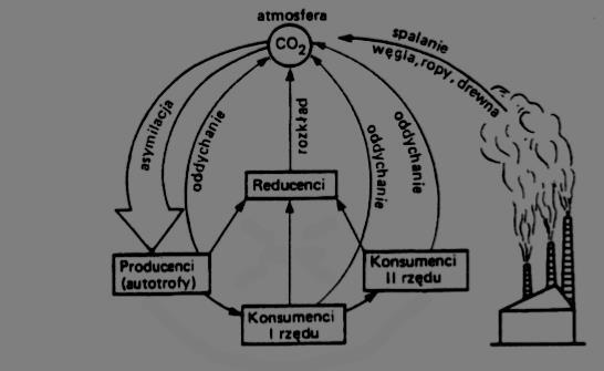 Zadanie 3 (matura 2005) Schemat przedstawia uproszczony łańcuch pokarmowy w ekosystemie morskim Narysuj piramidę troficzną obrazującą przepływ energii między poszczególnymi poziomami troficznymi w