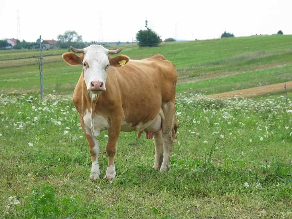 Charakterystyka produkcyja bydła simetalskiego a tereie Pogórza Karpackiego W badaiach własych wartość współczyików wysoko istotych statystyczie kształtowała się od r=0,25 do r=0,88.