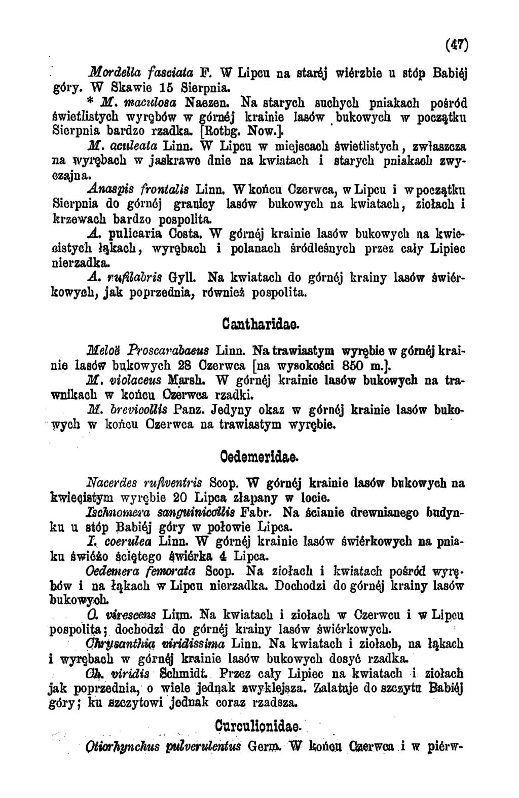 Mordella fasaiata F. W Lipcu na starćj wićrzbie u stóp Babiej góry. W Skawie 15 Sierpnia. * M. mmtlosa Naezen.