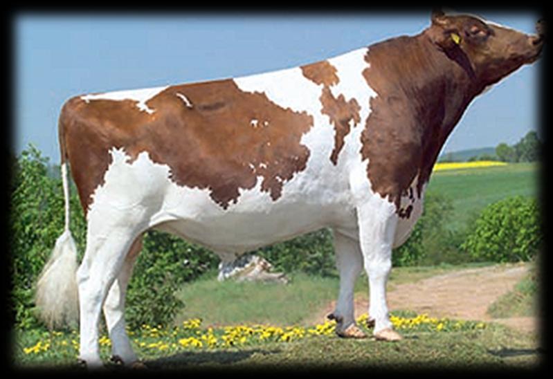 + krajowe EBV) 3 339 w pełnej grupie