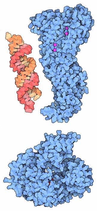 Małe RNA i mechanizmy epigenetycznej regulacji