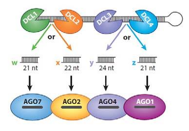 22nt sirna DCL3 24nt sirna AGO4/6 DCL4 21nt sirna (tasirna) AGO1