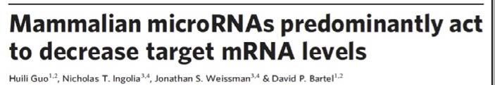 microrna - mirna aktywna translacja degradacja mrna