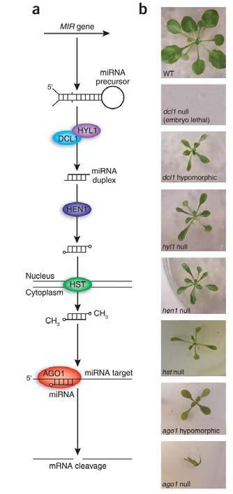 Biogeneza mirna u roślin DNA transkrypcja pri-mirna HYL1: cięcie oddziaływanie z DCL1 HEN1: mirna mirna* metylacja metylotransferaza, metylacja mirna/mirna* eksport HST (HASTY):