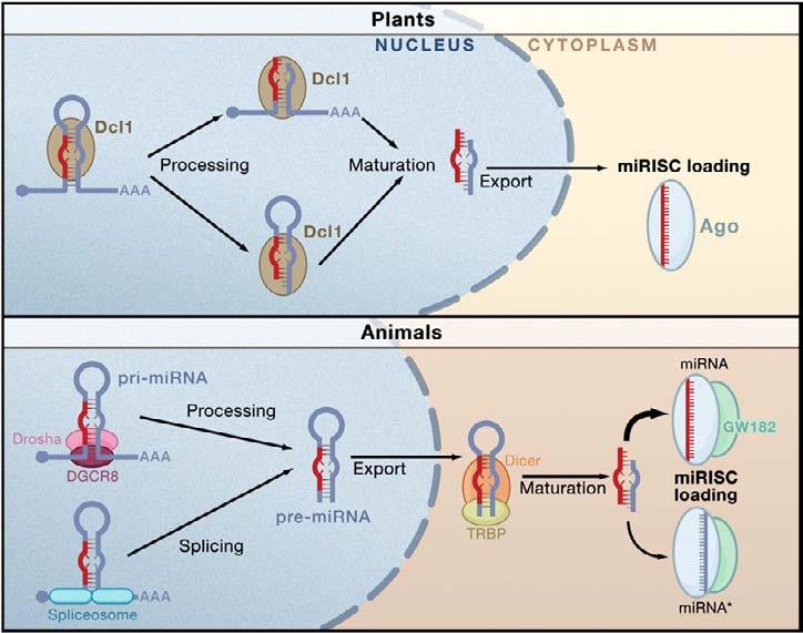 Biogeneza mirna u roślin i zwierząt eksport z jądra komórkowego do cytoplazmy