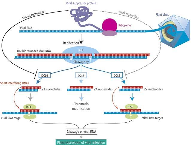 VIGS - viral induced gene silencing mechanizm obrony roślin przed wirusami Obrona przeciwwirusowa u roślin: głównie na poziomie