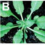 21-nt i 24-nt sirna WT Arabidopsis inokulowany TRV Waterhouse, P.M. and Fusaro, A.F. (2006) Science.
