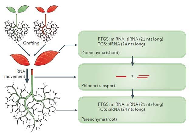 Małe RNA działają ogólnoustrojowo - u roślin mogą rozprzestrzeniać się poprzez wiązki przewodzące