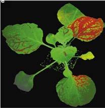 (1997) Nature egzogenne sirna 21 i 24nt (PTGS) wyciszanie transgenu GFP endogenne 24nt sirna (TGS