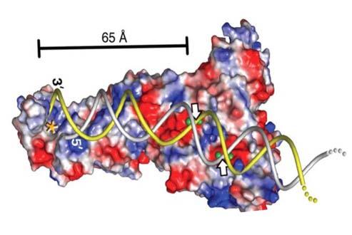 Dicer i Dicer-like Podczas biogenezy sirna i mirna, białka Dicer lub Dicer-like (DCL) tną