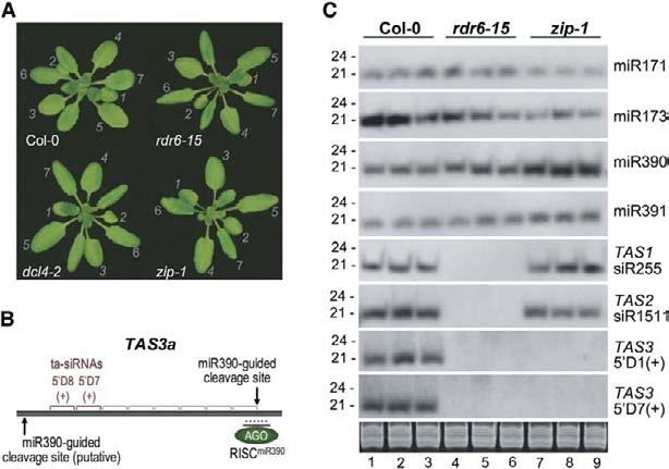 Zaburzenia biogenezy tasirna zaburzenia rozwoju mutacja rdr6-15: brak tasirna Arabidopsis 4 rodziny genów TAS TAS1 i TAS2 tasirna PPR TAS3 tasirna czynniki transkrypcyjne ARF zip-1 (AGO7): brak TAS3