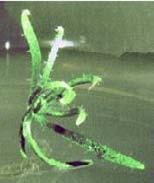 thaliana; który swoim kształtem przypomina ośmiornicę żeglarka (Argonauta). A.