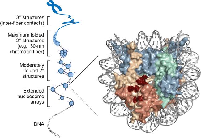 Struktura chromatyny ~147 bp DNA jest owinięty wokół oktameru białek histonowych:: 2x struktury 3 (oddziaływania między włóknami chromatyny) H2A H2B H3 H4 +
