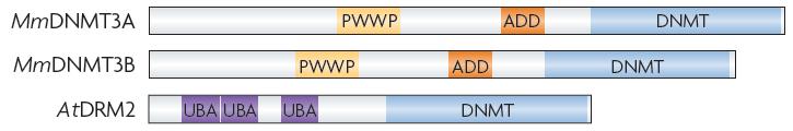 Metylacja DNA NH2 N O m N ylo et tra a az r fe ns NH2 N O ~ cytozyna CH3 DNA może być kowalencyjnie modyfikowany w reakcji metylacji cytozyny u ssaków i roślin, ale nie u niższych zwierząt czy