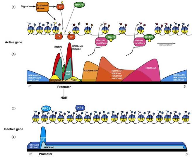Rozmieszczenie modyfikacji histonów w genach aktywnych i nieaktywnych transkrypcyjnie Domena CTD transkrybującej RNAPII może oddziaływać z czynnikami modyfikującymi histony, np.