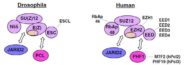 Metylacja H3K27me3: kompleks PRC2 (Polycomb Repressive Complex 2) Polycomb Repressive