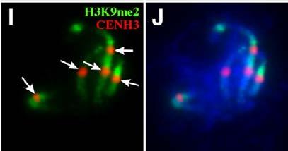 Histon CENH3: : centromery CENH3 H3 nukleosomy w centromerach zawierają wariant histonu H3: CENH3 (CENP-A u zwierząt) centromery zawierające CENH3 są otoczone obszarem bogatym w metylacje H3K9me2