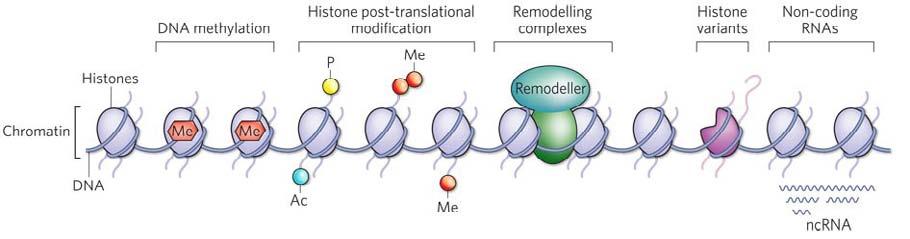 Epigenetyczna regulacja ekspresji genów przez ncrna metylacja DNA potranslacyjne modyfikacje histonów przebudowa chromatyny zależna od ATP warianty histonów ncrna histony chromatyna DNA Dulac C.