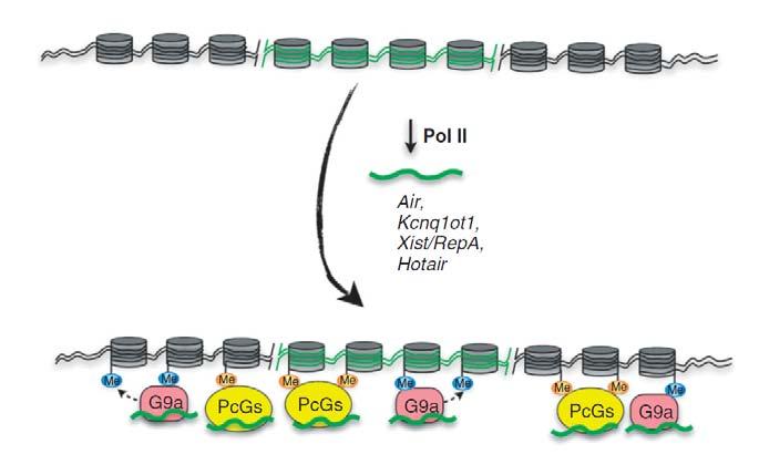 Epigenetyczna regulacja ekspresji genów przez lncrna u ssaków niektóre niektóre lncrna lncrna (transkrypty (transkrypty polimerazy polimerazy RNA RNA II) II) rekrutują rekrutują kompleksy kompleksy