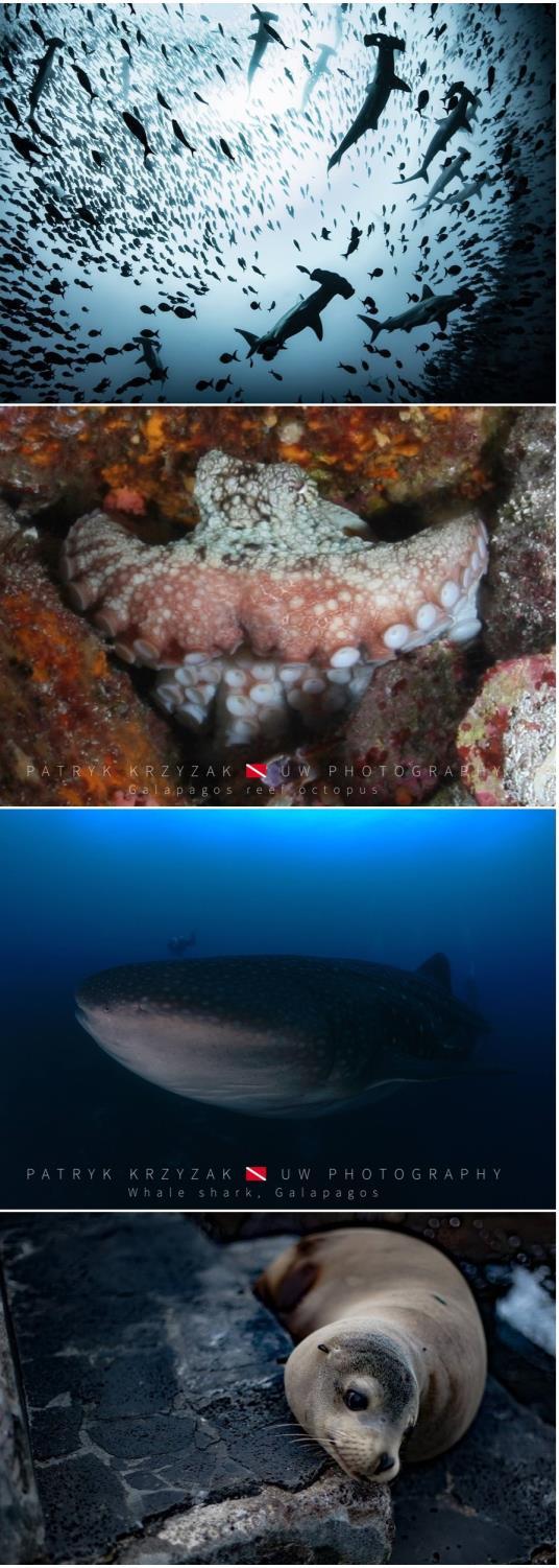 NURKOWANIE Galapagos to - przede wszystkim - królestwo rekinów: spotkamy tu grupy rekinów młotów, rekinów galapagoskich, silky shark, rekiny wielorybie oraz lwy morskie, manty, żółwie, płaszczki i