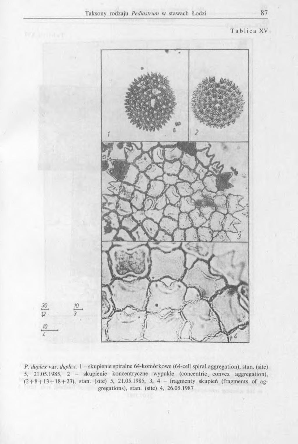 Tablica XV 10 3 10 P. duplex var. duplex: l - skupienie spiralne 64-komórkowe (64-cell spiral aggregation), stan. (site) 5, 21.05.