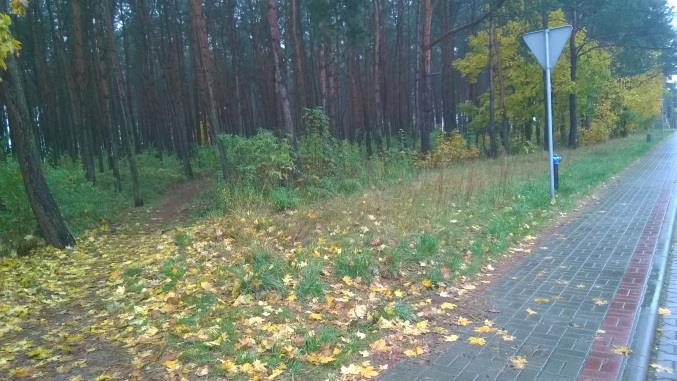 Zdjęcie 6. Obszar leśny w Lubiczu Górnym Źródło: Opracowanie własne.